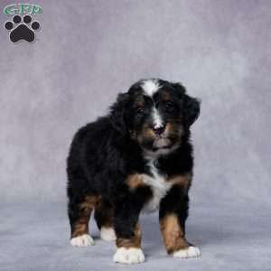 Dante, Mini Bernedoodle Puppy